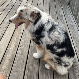 Diesel - Miniature Australian Shepherd