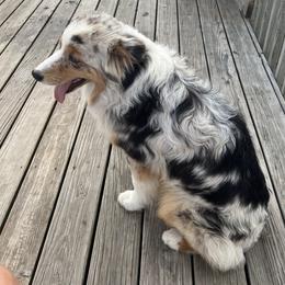 Diesel - Miniature Australian Shepherd