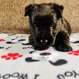 Brown Collar - Black male Scottish Terrier puppy in Puyallup, Washington from Rainier Scotties
