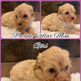 Purple Collar Girl - Apricot female Goldendoodle puppy in San Augustine, Texas from Vintage Doodles