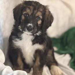 Presley - Tri-color female Bernedoodle puppy in Phelan, California from PuppyPaws4U