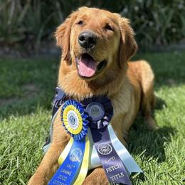 Golden Retrievers from Riverside Goldens
