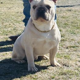 Moonshine - French Bulldog