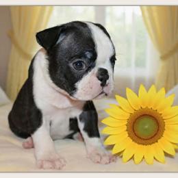 Frankie - Black and white female Boston Terrier puppy in North Central, Vermont from Windy Valley’s Bostons