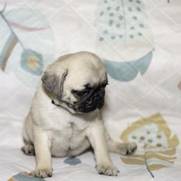 Mallard (yellow) - Fawn male Pug puppy in Hereford, Arizona from Broken Road Ranch Pugs