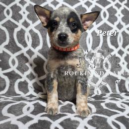 Peter - Blue male Australian Cattle Dog puppy in Silsbee, Texas from Rockin ND Ranch