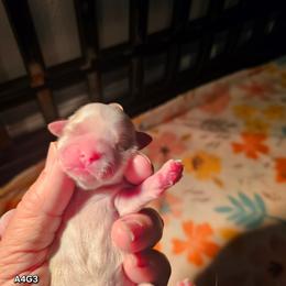 A4G3 - Cream and white female Shih Tzu puppy in Havelock, North Carolina from Sugar Paws Heavenly Shih Tzu’s