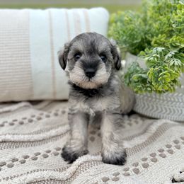 Giant Schnauzer and Miniature Schnauzer Puppies from Hillside Kennels