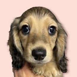 Dachshund Puppies from STORIED DOXIES