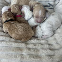 Red collar - Cream male Havapoo puppy in Powder Springs, Georgia from West Cobb Dogs