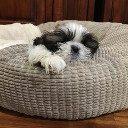 Shih Tzu Puppies from Willow Lane Shih Tzus