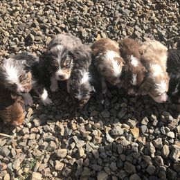 Miniature American Shepherd and Miniature Australian Shepherd Puppies from Idaho Mountain Mini Aussies