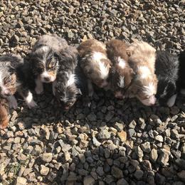 Miniature American Shepherd and Miniature Australian Shepherd Puppies from Idaho Mountain Mini Aussies