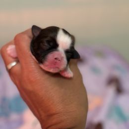 Trixie - Black and white female Shih Tzu puppy in Ocala, Florida from Yorkie  And Shih Tzu Love