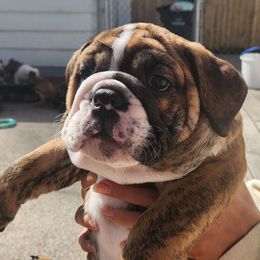 Bulldog Puppies from Mary Estabrook