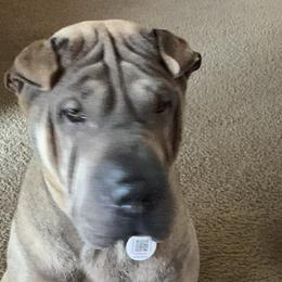 Chinese Shar-Pei from Kung Fu Peis