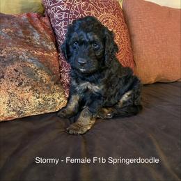 Gorgeous Stormy (Girl) - Black white and tan female Springerdoodle puppy in Tempe, Arizona from Springerdoodles Plus AZ