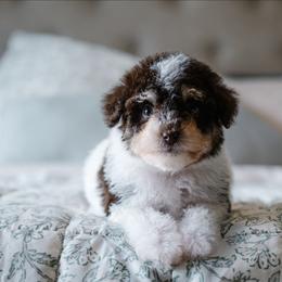 Russell Stover (Russ) - Parti male Schnoodle puppy in Grove, Oklahoma from Grand Lake Poodles & Doodles