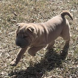 Sesame Seed - Blue sable female Chinese Shar-Pei puppy in Lehigh Acres, Florida from Florida Wrinkles