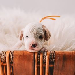Orange Boy - White male Cavapoo puppy in Mckinney, Texas from Doodles of North Tx