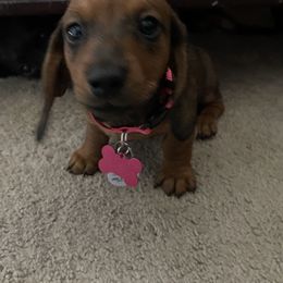 Dachshund Puppies from Cogsworth Cromwell Dachshunds of South West Michigan