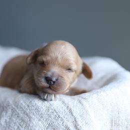 Joy - Red female Cockapoo puppy in Canastota, New York from Silver City Cockapoos