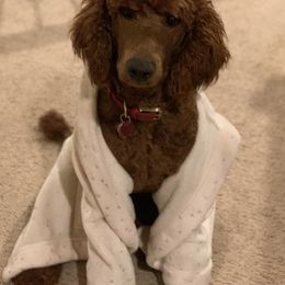 Cavapoos, Goldendoodles, and Poodles from Alpine Poodle and Doodle