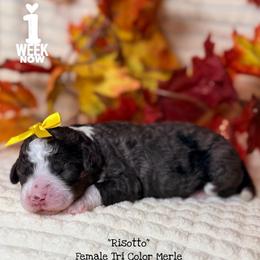 Risotto - Blue merle female Bernedoodle puppy in Orange, Texas from Walk with Me Doodles