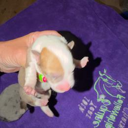 Red Merle - Red merle and white male American Corgi puppy in Pioneer, Michigan from Country Corners Corgis