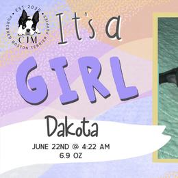 Dakota - Black and white female Boston Terrier puppy in Jupiter, Florida from CJM Boston and Boxer Puppies