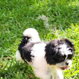 Cyan collar - Black and white female Shih Tzu puppy in New Bern, North Carolina from Kuddly Creatures