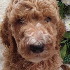Sting - Goldendoodle puppy in Plantation, Florida from BAJAdoodles