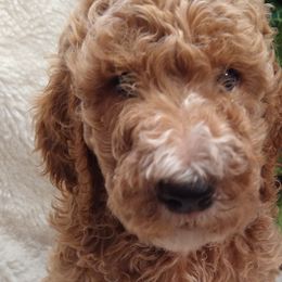 Sting - Goldendoodle puppy in Plantation, Florida from BAJAdoodles