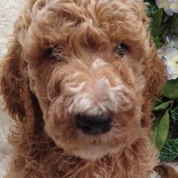 Sting - Goldendoodle puppy in Plantation, Florida from BAJAdoodles