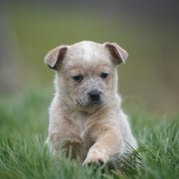 Australian Cattle Dog and Collie Puppies from Blackberry Hills