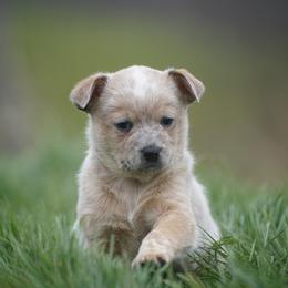 Australian Cattle Dog and Collie Puppies from Blackberry Hills