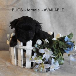 Girl 4 - Black brindle Havanese puppy in Salt Lake City, Utah from Steal Your Heart Havanese