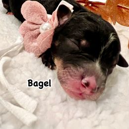 BAGEL - Tri-color female Bernedoodle puppy in Houston, Texas from Pia’s Doodle Poodle Wag