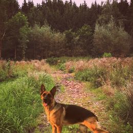 German Shepherds and Poodles from United Broughton Kennel
