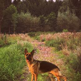 German Shepherds and Poodles from United Broughton Kennel