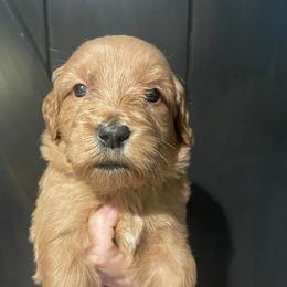 White - Apricot female Goldendoodle puppy in Medina, Ohio from Farmer Doodles