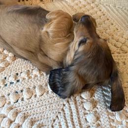 Spring Brook I Will Always Love You - Cream female Dachshund puppy in New Ross, Indiana from Spring Brook Farms, LLC