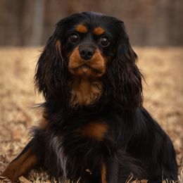 Dash - Cavalier King Charles Spaniel