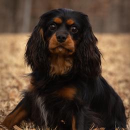Dash - Cavalier King Charles Spaniel