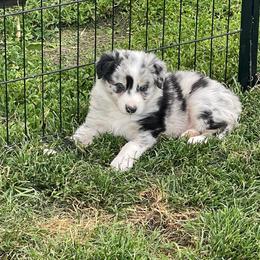 Shine - Blue merle male Border Collie puppy in Grover Hill, Ohio from Heritage Border Collies