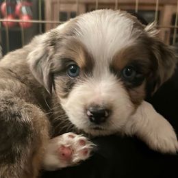 Glacier - Blue merle male Miniature Australian Shepherd puppy in Shingle Springs, California from Dream Dog Mini Aussies