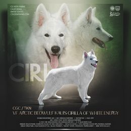 CIRI - German Shepherd
