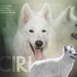 CIRI - German Shepherd
