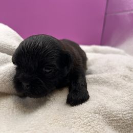 Indigo - Black and white Shih Tzu puppy in Statesboro, Georgia from Magnolia Small Breeds