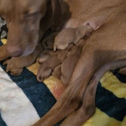 Vizsla Puppies from Jeff Schmieder